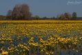 088_Biebrza - kwiecien 2011